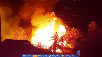 لحظة اندلاع حريق هائل في مزرعة نخيل بالوادي الجديد (فيديو وصور)