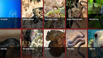 اخطر 10 حيوانات سامة في العالم