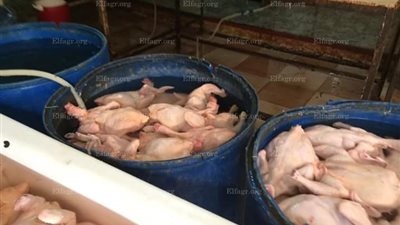 ضبط مجزر غير مرخص للدواجن في الجيزة (صور)