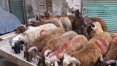 ركود في سوق الماشية في مصر مع اقتراب عيد الأضحى 