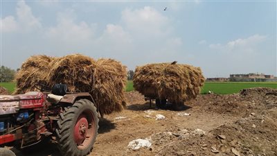 21 نقطة لتجميع قش الأرز بالدقهلية (صور)