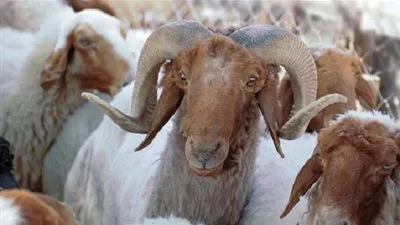 تعرف على طرق غش الأضاحي قبل الشراء.. أبرزها 