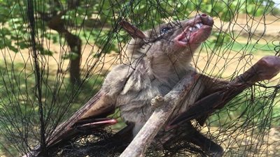  أهالي مدينة بعلبك عثروا على خفاش عملاق في لبنان للمرة الأولى يثير الخوف (صور)