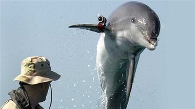 9 حيوانات استخدمت كأسلحة خطيرة في الحروب.. تعرف عليها 