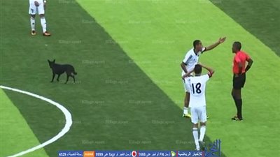 بالفيديو.. كلب يقتحم ملعب مباراة كاب فيردي مع ليبيا 