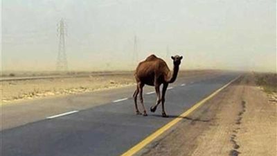 مصرع 2  وإصابة 4 من أسرة واحدة في حادث سير ببيشة