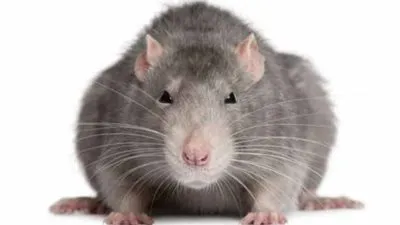 ضبط فئران في الأقصر قبل بيعها على أنها أرانب فرنساوى