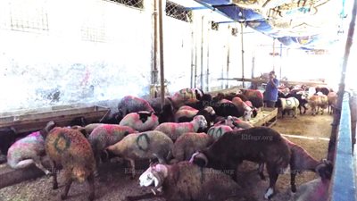 تاجر مواشي بالإسكندرية: الخراف زادت 50% بسبب ارتفاع أسعار الأعلاف (فيديو وصور)