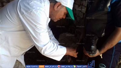 حملة بيطرية لتطعيم الماشية ضد 