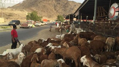 خبير يفسّر أسباب استمرار انخفاض أسعار بيع المواشي ورعب صغار التجار