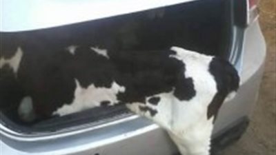 ضبط تشكيل لسرقة الماشية بدمياط 