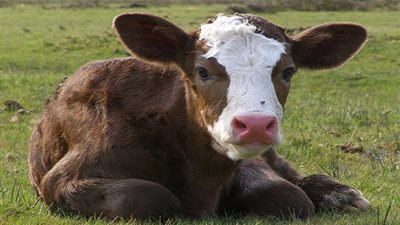 جزار يبتكر طريقة غريبة لذبح العجول فى أقل من دقيقتين! (فيديو)