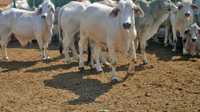 ضبط لحوم مذبوحة خارج السلخانة في محل جزارة بالشرقية