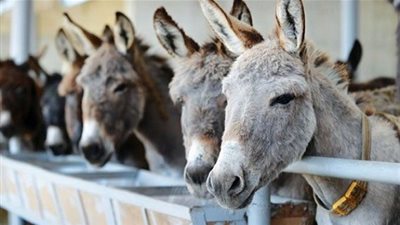 تعرف على 6 طرق لتمييز 