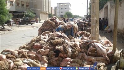 محافظة المنوفية تحتكر جلود الأضاحي وتهدد الجمعيات بغرامة 5000 جنيه.. ومواطنون 