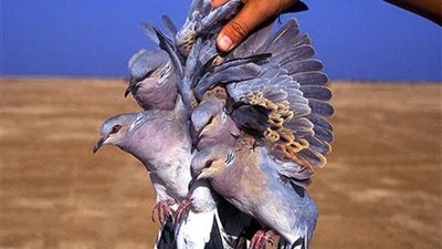 إصابة شاب بطلق ناري من سلاح صيد بالقريات 