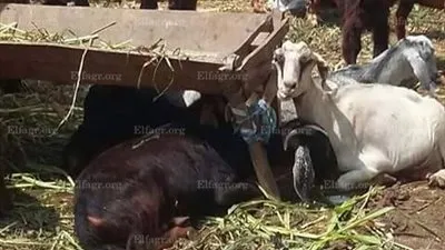 أسعار اللحوم والأضاحي تعصف بالغلابة في الشرقية.. وتجار المواشي :