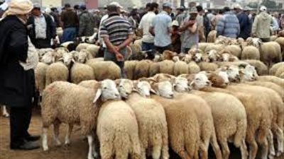 الركود يضرب سوق الأضاحي في الأقصر.. والأسعار 