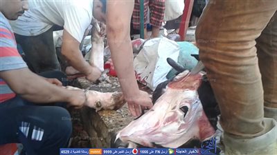 انتشار مهنة 