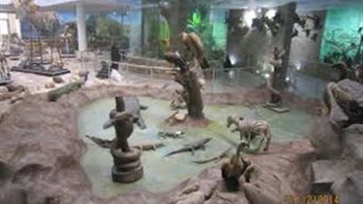 سوزان كمال: المتحف الحيواني المصري ينافس المتاحف العالمية