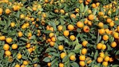 مصر تتلقى رسالة من سفارتها في روسيا بحظر استيراد 