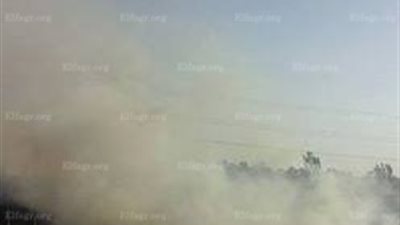 رئيس مجلس ميت سلسيل في الدقهلية: حصاد 2500 فدان أرز ومحاضر لحرق 4 أفدنة 