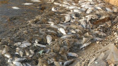 ذعر بين الأهالي بسبب نفوق أسماك بترعة 