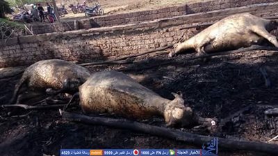 اندلاع حرائق غامضة بإحدى قرى شبين الكوم.. والأهالى يشيرون إلى 