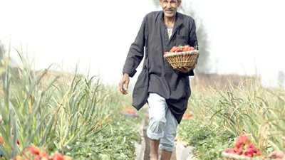  خبراء يكشفون مؤامرة ضد مصر: خطوة حظر الاستيراد 