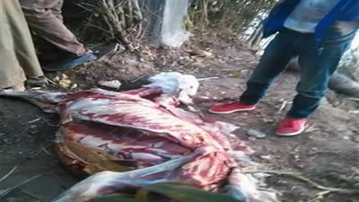  رئيس المجلس التصديري عن ذبح الحمير: 