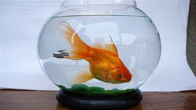 فتاة أنفقت 500 دولار لإنقاذ حياة سمكة