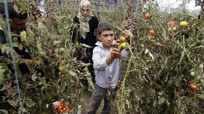 غدًا.. انطلاق قوافل زراعية بمركزي تلا وقويسنا