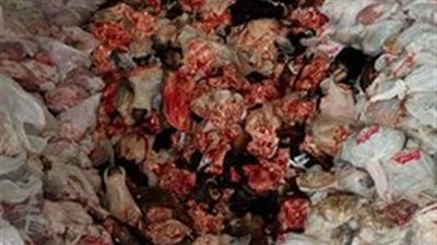 لحظة ضبط 100 طن كوارع ورؤس أبقار وجاموس فاسدة في الجيزة (فيديو)