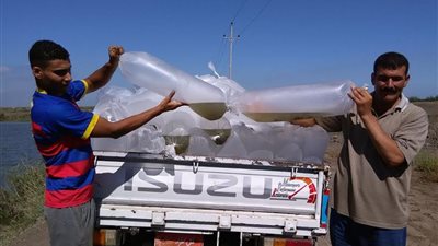 ضبط 45 قضية صيد جائر في حملة على بحيرة البرلس بكفر الشيخ