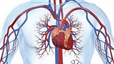 هل تعلم أن المشوار الذي يقطعه الدم في مجراه كل يوم يبلغ 168 مليون ميل؟