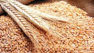 وزير التموين: احتياطي القمح يكفي لـ 4 أشهر