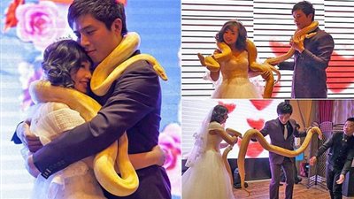 شاهد بالفيديو عروسان صينيان يحتفلان بزفافهما بتبادل الثعابين بدلاً من خاتم الزفاف