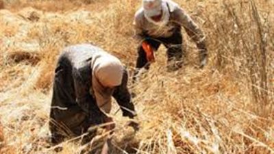 أستاذ أمراض نبات يحذر ويناشد السيسي بعد موافقة الحكومة على استيراد 