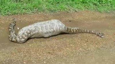 ظبي يقتل ثعباناً ضخماً وهو داخل معدته