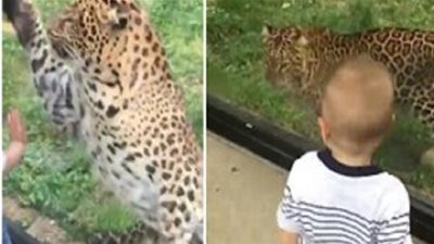 رد فعل غريبة لطفل حينما انقض عليه فهد(فيديو)