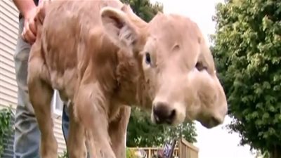 عجل يولد بـ