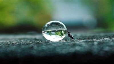 هل تعلم كم حيوان ذكر فى القرآن ؟