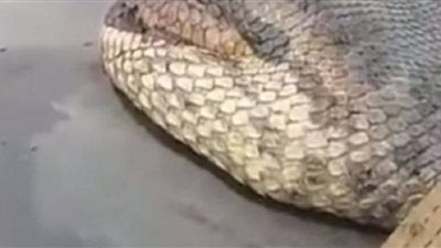 العثور على ثعبان يزن 400 كجم