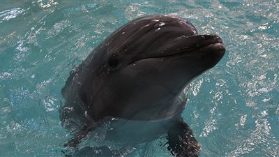 دلفين يصطدم براكب أمواج في أستراليا.. ماذا حدث؟