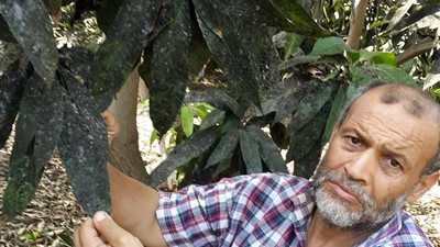 زراعة الإسماعيلية تنظم ندوة للمزارعين للتوعية بمرض العفن الهبابي