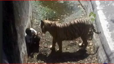 مدير عام حدائق حيوان مصر يوضح حقيقة إلتهام نمر جبلي لطفلة