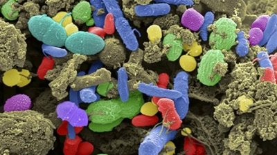 دراسة .. بكتيريا الموجودة في براز الإنسان تؤثر في مستويات دهون الجسم