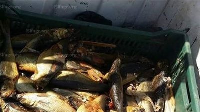 ضبط لحوم وأسماك وكبدة «فاسدة» بـمحل شهثير بحي النويري في الفيوم