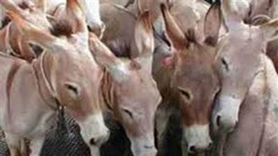 سر شراء الصين جميع حمير العالم