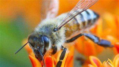 7 أنواع نحل مهددة بالانقراض في أمريكا
